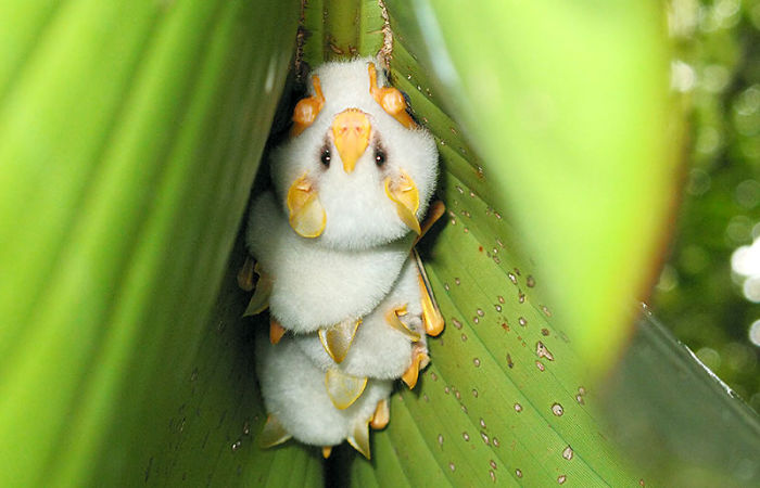 These Honduran white bats have entered the "who looks the most like a cottonball" race and are gaining speed in the rankings.