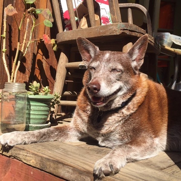 GoodDogHazel's tweet photo. My people are freaking out but what’s there to worry about? There’s sunshine and good smells on the air. https://t.co/jVRQ9fZTq9 #dogs #dogsoftwitter #acd https://t.co/lpVk5jhCo5