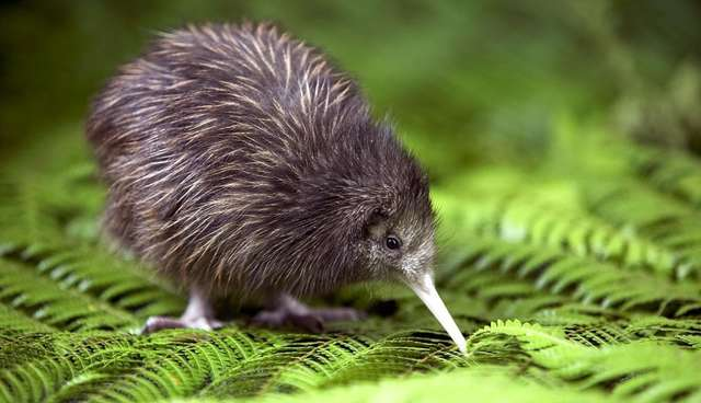 See? This kiwi bird is ALSO round and it's not being an ass about it. It's just chilling.
