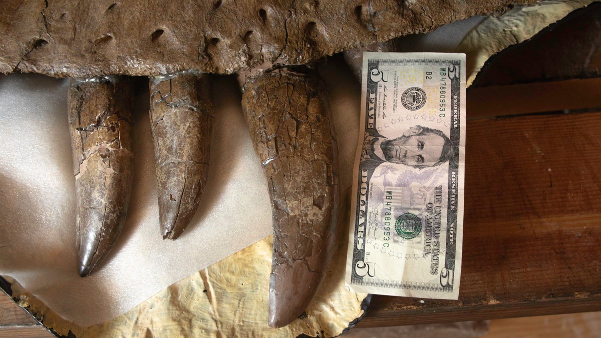 ucmpberkeley's tweet photo. Hurry and donate to the UCMP before #CalBigGive goes extinct! Big Give ends at 9pm tonight! Link in bio!

We've got T. rex again with Lincoln for scale. Check out the size of those teeth! 

@ucmpberkeley @UCBerkeley #therapodthursday #tyrannosaurusrex #ucmpberkeley https://t.co/lMWbWHSQja