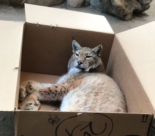 WLC_Wildlife's tweet photo. Cats and their boxes! Even our Bobcat and Lynx will sit if they fit. <3 https://t.co/7yytXU7dbX