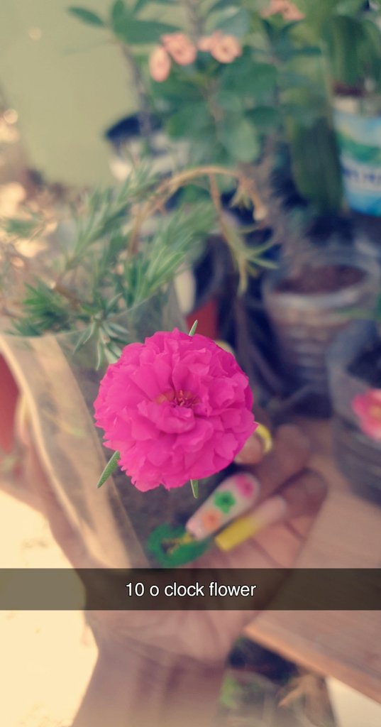 slimthickiana's tweet photo. Pretty things... #10oclock #flowers #garden #greenthumb https://t.co/eqOEOjN7KA