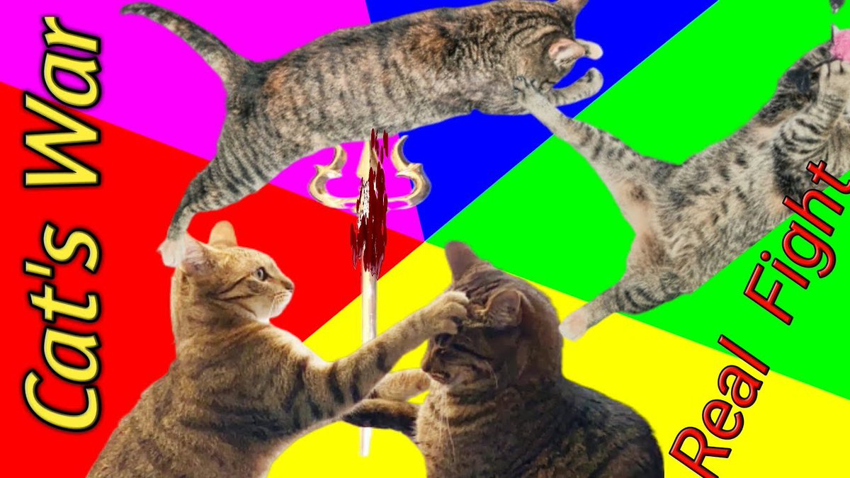 MeowMoeDotCom's tweet photo. Cat's war, #Cats fighting, #Catfights, ...
#Cats #Cat #Kittens #Kitten #Kitty #Pets #Pet #Meow #Moe #CuteCats #CuteCat #CuteKittens #CuteKitten #MeowMoe
#cutecats #lovecats #CatsBoxing #Catlovers #CatsWar #Catsatrthebest
https://t.co/v3bPW6gF6h
. https://t.co/2PRnJW4Te4