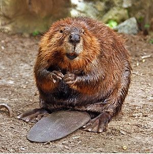 This very round beaver is just happy to be included!