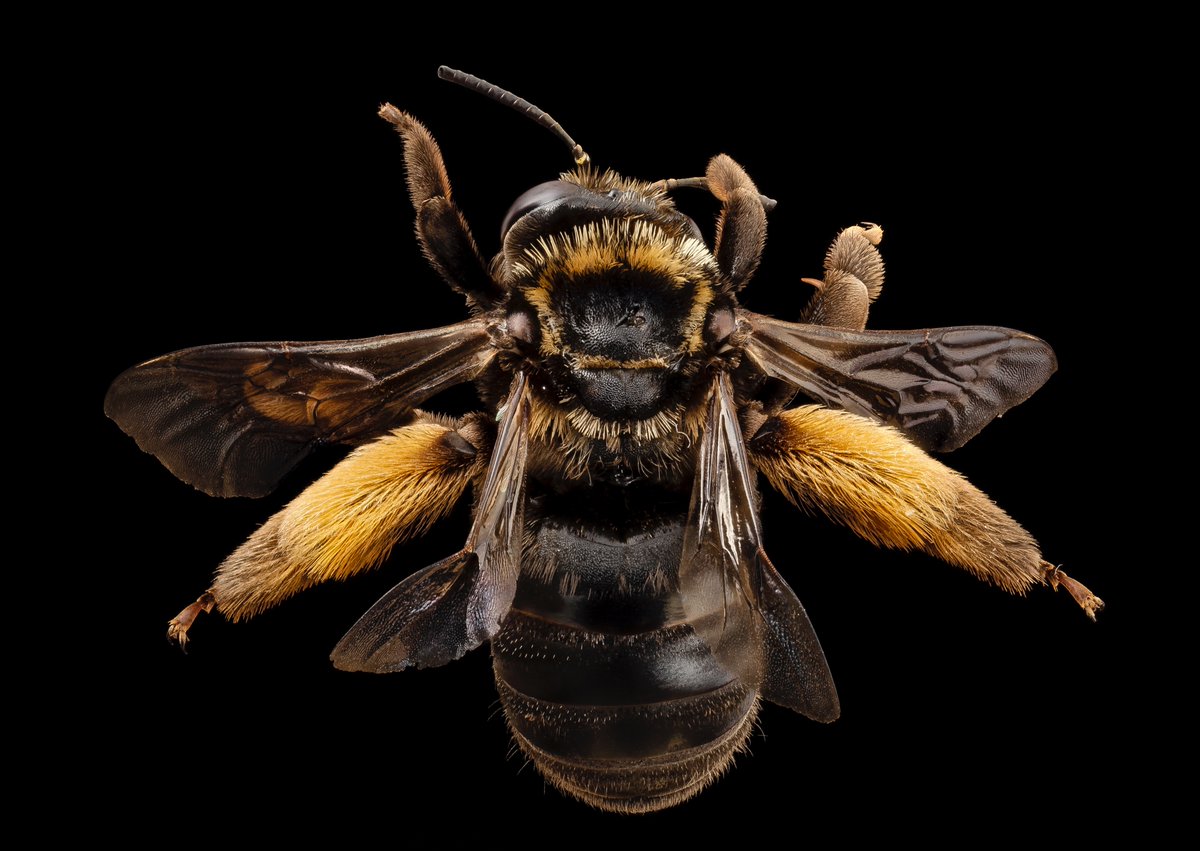 usgsbiml's tweet photo. Found on Eastern Neck Island National Wildlife Refuge in their lovely lovely native plant garden and fields. This large Eucerine bee is a good indicator of high quality habitat. May we see them in more than places with this bee. https://t.co/ol6ryVylPM