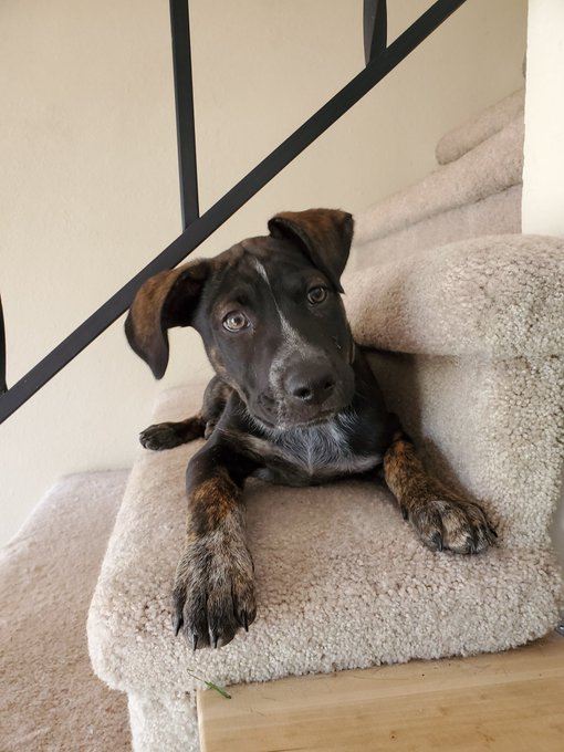 We ended up naming him Onyx. Who knew getting my family to agree on a name would be so hard 😅😂🤪  Also<a href="/tag/supportme"class="tags"><span>#supportme</span></a><a href="/tag/apclips"class="tags"><span>#apclips</span></a>