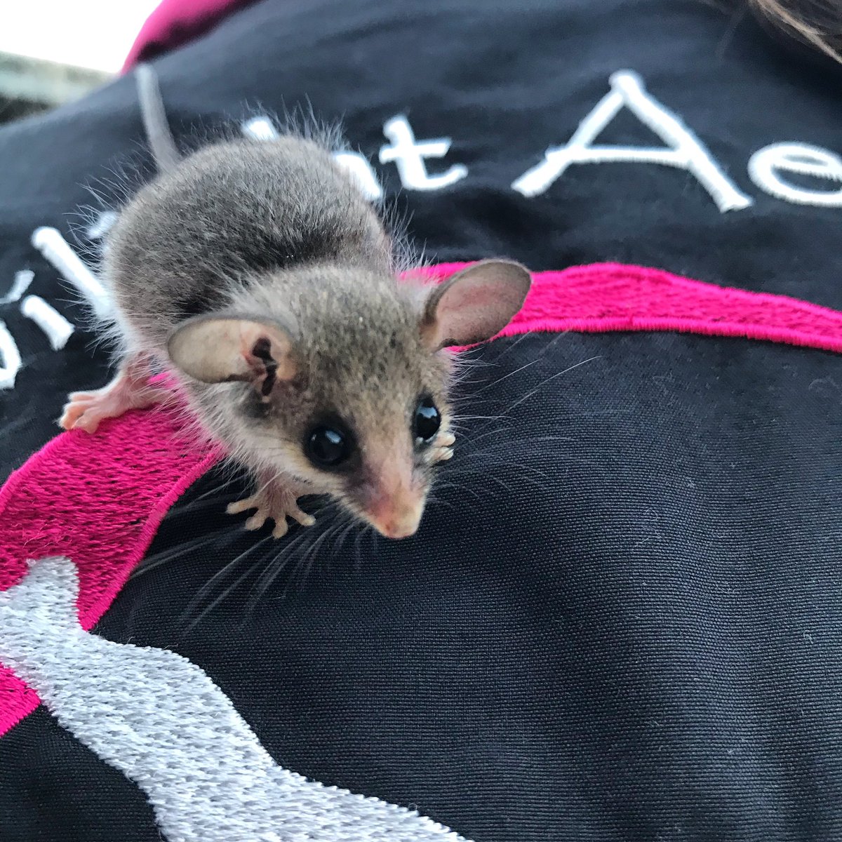 KendallFarming's tweet photo. Came across this Pygmy Possum in the garden today. https://t.co/7yLBQs301d