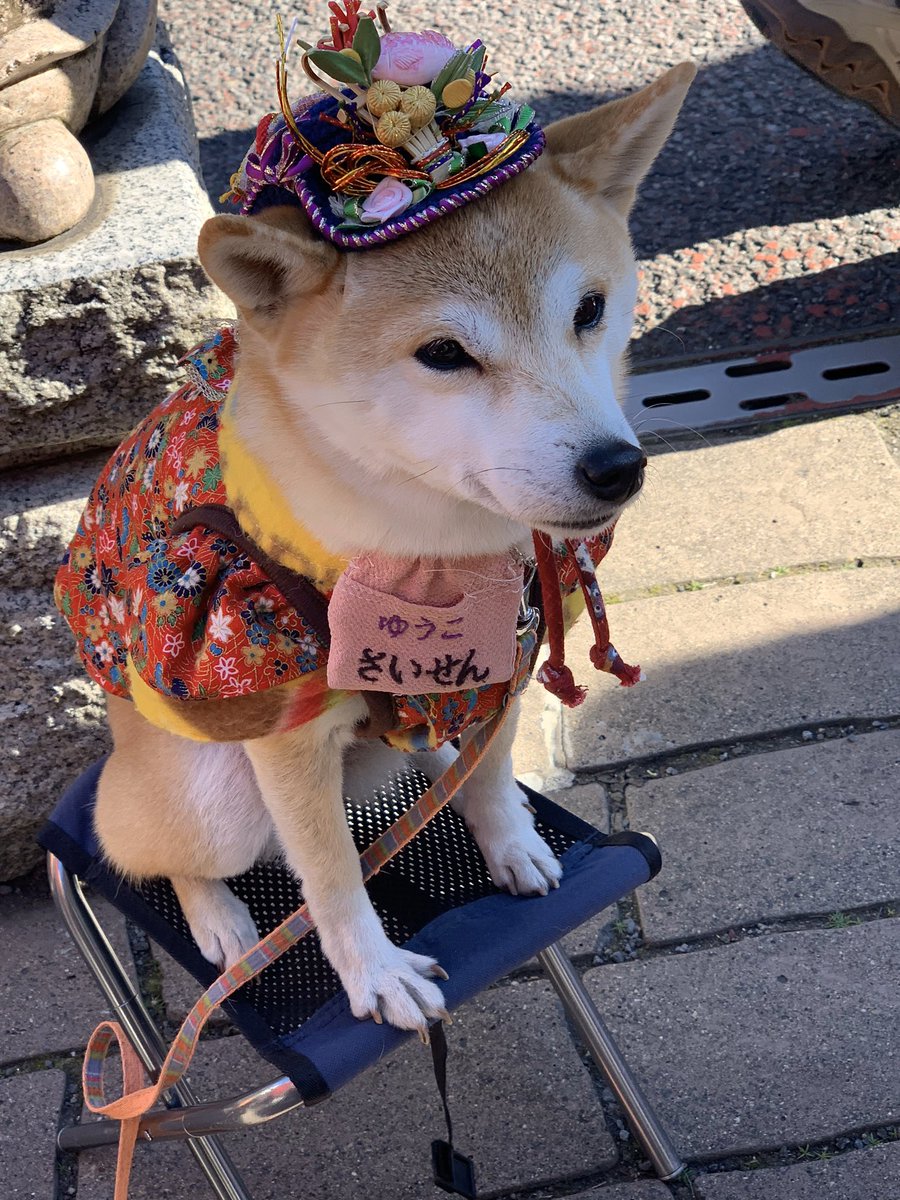 ブッチー 去年の成田山で会った柴犬のゆうこちゃん コロナばっかりで気が滅入るから犬テロしようぜ ブッチー 去年の成田山で会った柴犬のゆうこちゃん コロナばっかりで気が滅入るから犬テロしようぜ
