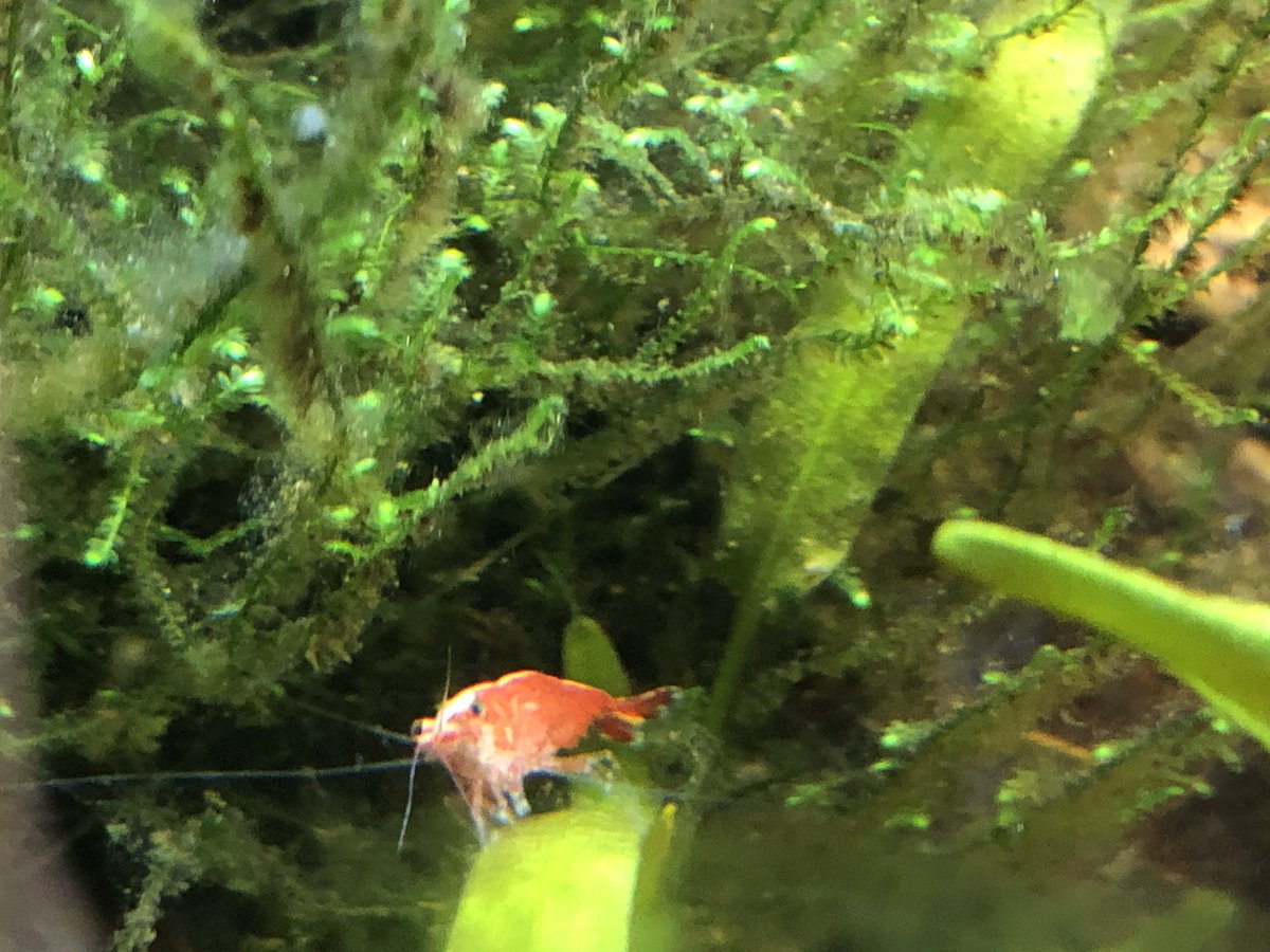 Day 9/ #shrimptankI’ve spotted 5/6 cherry shrimp at once, all happily eating.Note the white/light pink stripe down the vertebrae of some of these shrimp.I read somewhere that was due to water changes/mineral content, so I added 1/4 of a Tums which the golden snail Tiny loved.