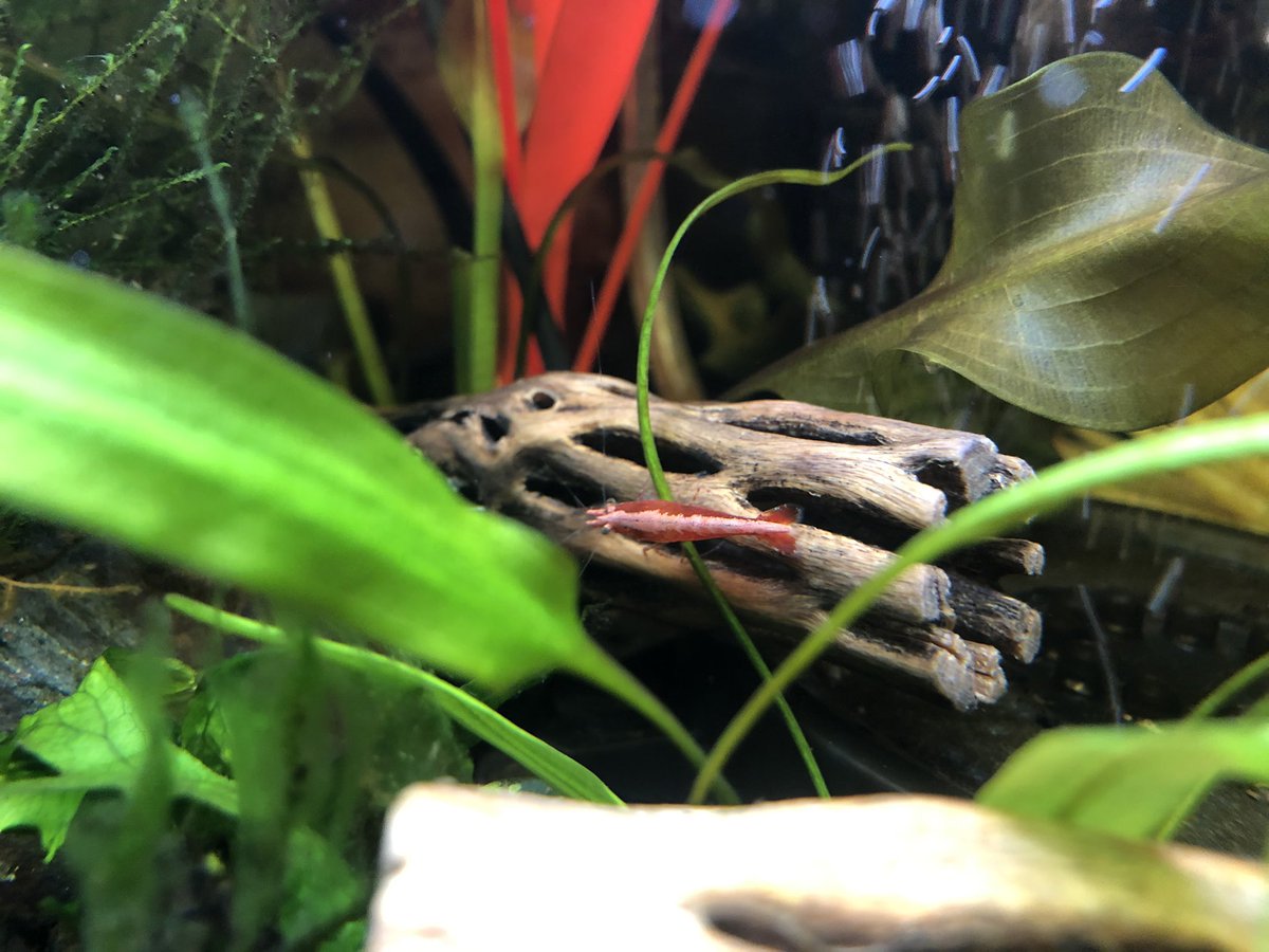 Day 9/ #shrimptankI’ve spotted 5/6 cherry shrimp at once, all happily eating.Note the white/light pink stripe down the vertebrae of some of these shrimp.I read somewhere that was due to water changes/mineral content, so I added 1/4 of a Tums which the golden snail Tiny loved.