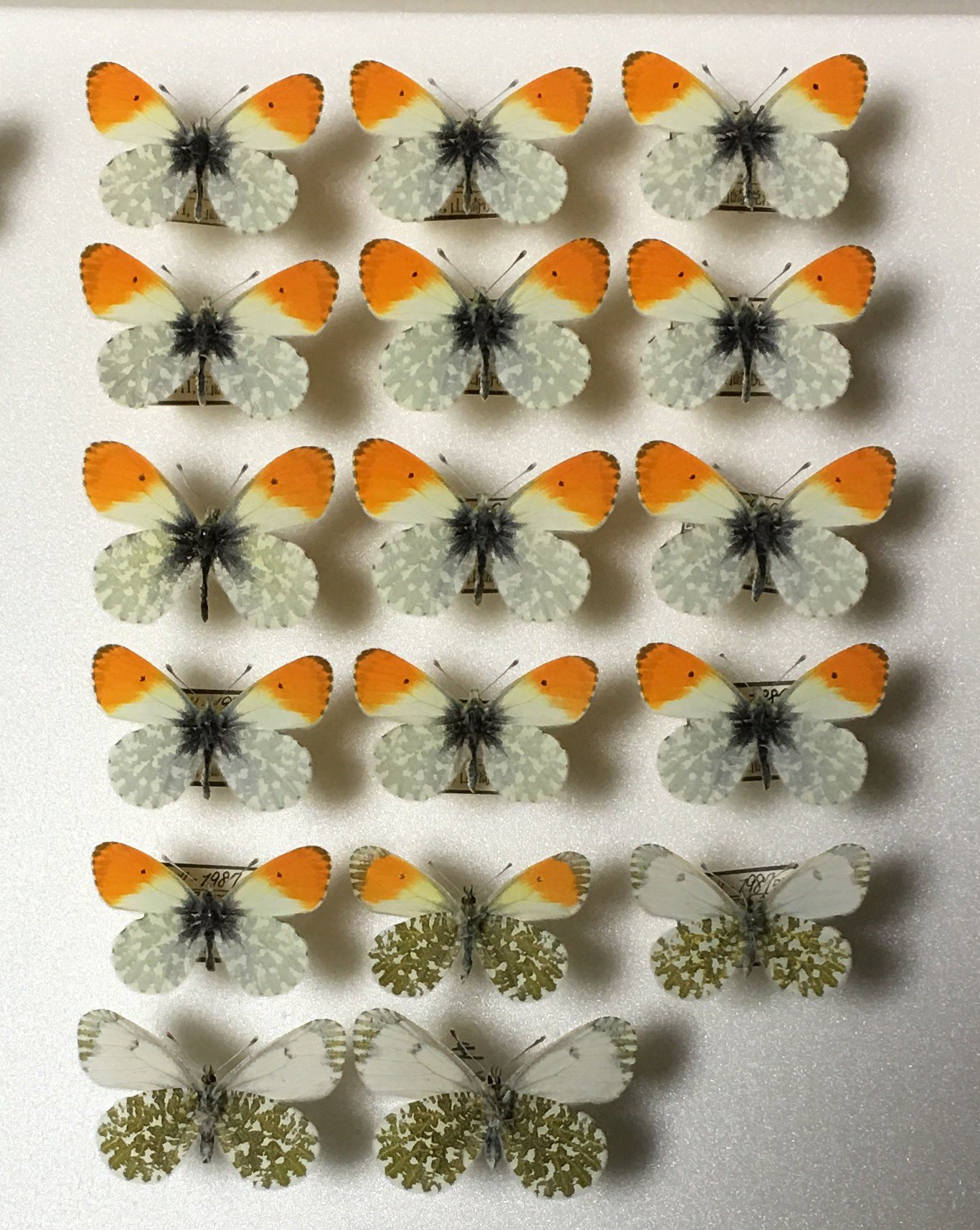 クモマツマキチョウのオス - 海野和男のデジタル昆虫記 - 緑の