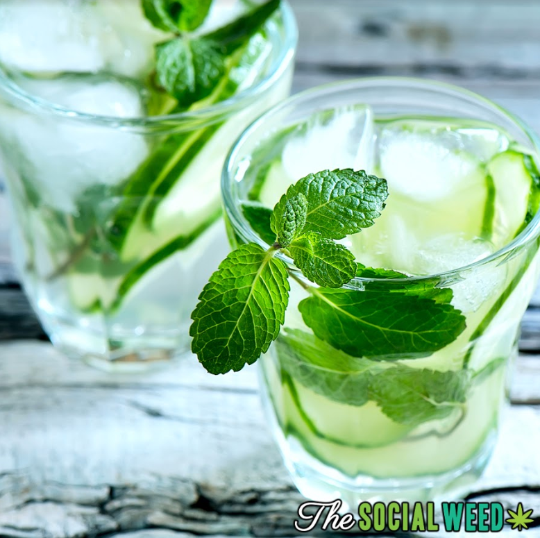 Today is #NationalGirlScoutsDay! What better way to celebrate than to try out this minty drink. Find the recipe here thesocialweed.com/recipes/minty-…

#TheSocialWeed #LetsGetSocial #Its420Somewhere #ThirstyThursday