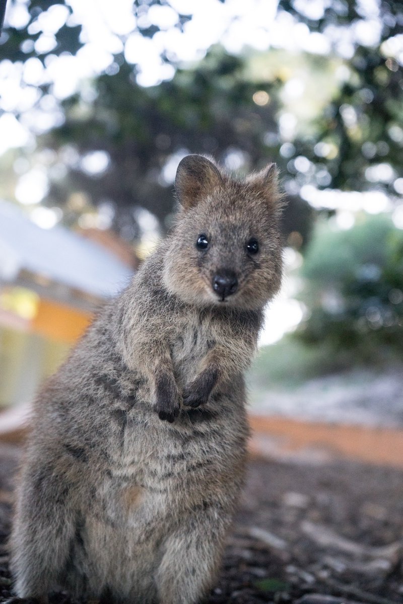 Microsoft_Green (@microsoft_green) on Twitter photo #DYK that one of Microsoft’s #AIforEarth grantees works with quokkas? Learn more about <a href="/uwanews/">UWA</a>’s work to protect the threatened species here: vimeo.com/360948098/c9bb… #DYK that one of Microsoft’s #AIforEarth grantees works with quokkas? Learn more about <a href="/uwanews/">UWA</a>’s work to protect the threatened species here: vimeo.com/360948098/c9bb…