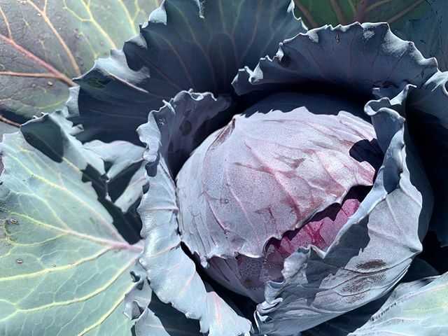 Still amazing every time. 
Something growing from small seed to this 🌱 ift.tt/2U2ueoc