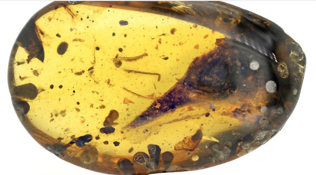 EDNewsChina's tweet photo. Smallest unknown #dinosaur fossil! A tiny #birdlike dinosaur smaller than the smallest known hummingbird. The head, complete with teeth and huge eyes, is preserved in amber, and the dino-bird is estimated to weigh only two grams. https://t.co/XJDEyeqAEQ