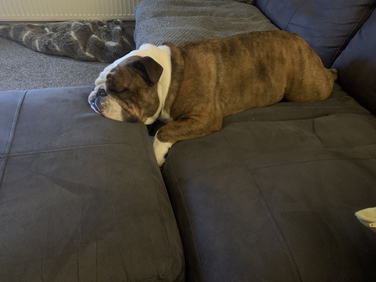 jbuchanan67's tweet photo. I wish I slept this well... #stan #snoringmachine #couldsleeponawashingline #likestofart https://t.co/9yhr06gnR5