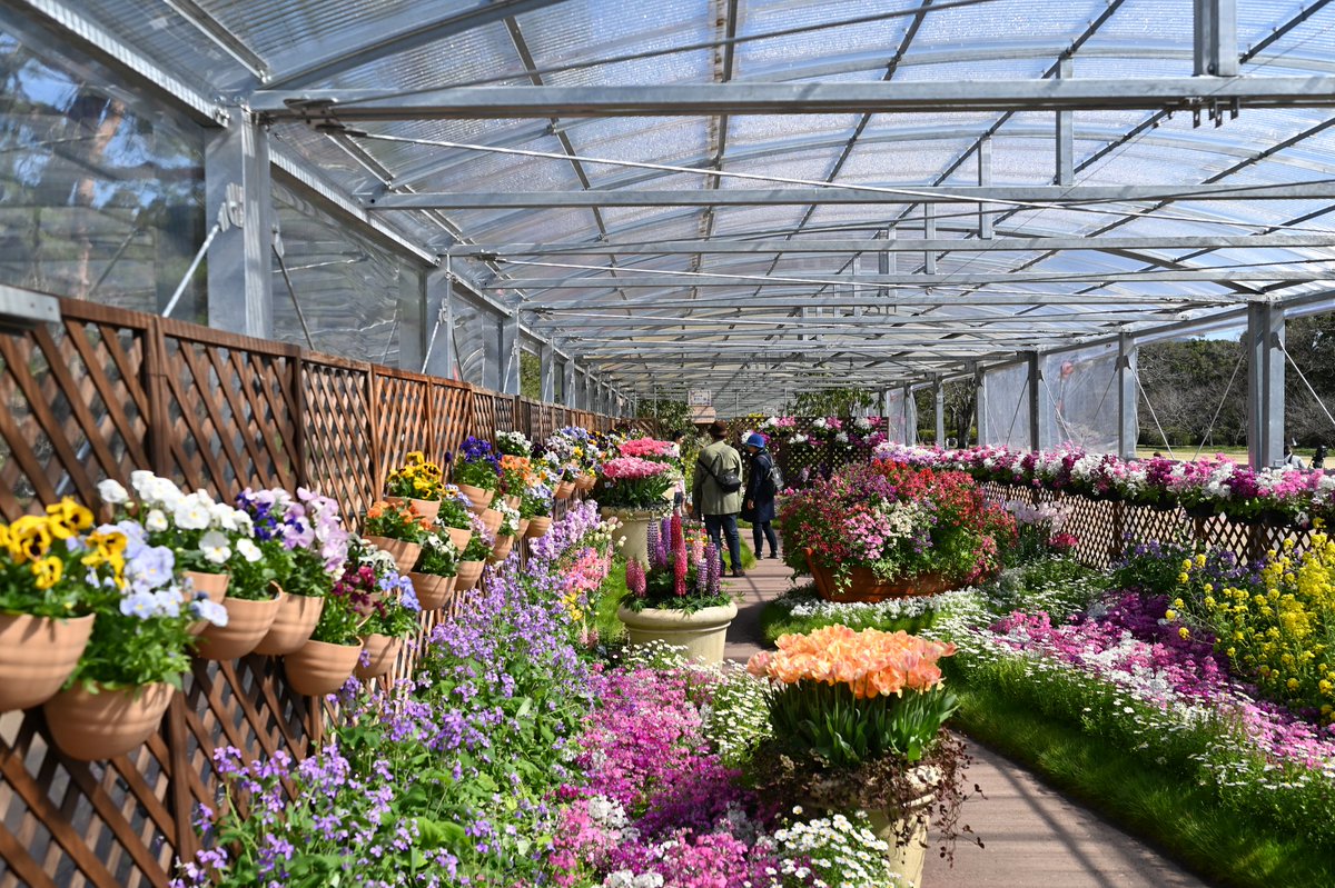 ymtbi's tweet photo. 京都府立植物園では早春の草花展が開催とのことです。
展示会は3月16日までとのことですが、花は満開となっていました。
#京都府立植物園 #花 https://t.co/71TYKOQHdt