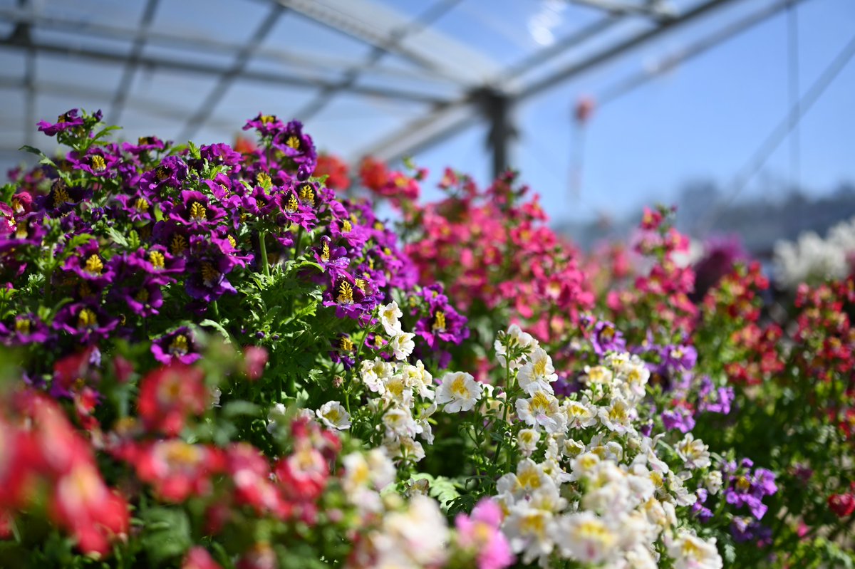 ymtbi's tweet photo. 京都府立植物園では早春の草花展が開催とのことです。
展示会は3月16日までとのことですが、花は満開となっていました。
#京都府立植物園 #花 https://t.co/71TYKOQHdt