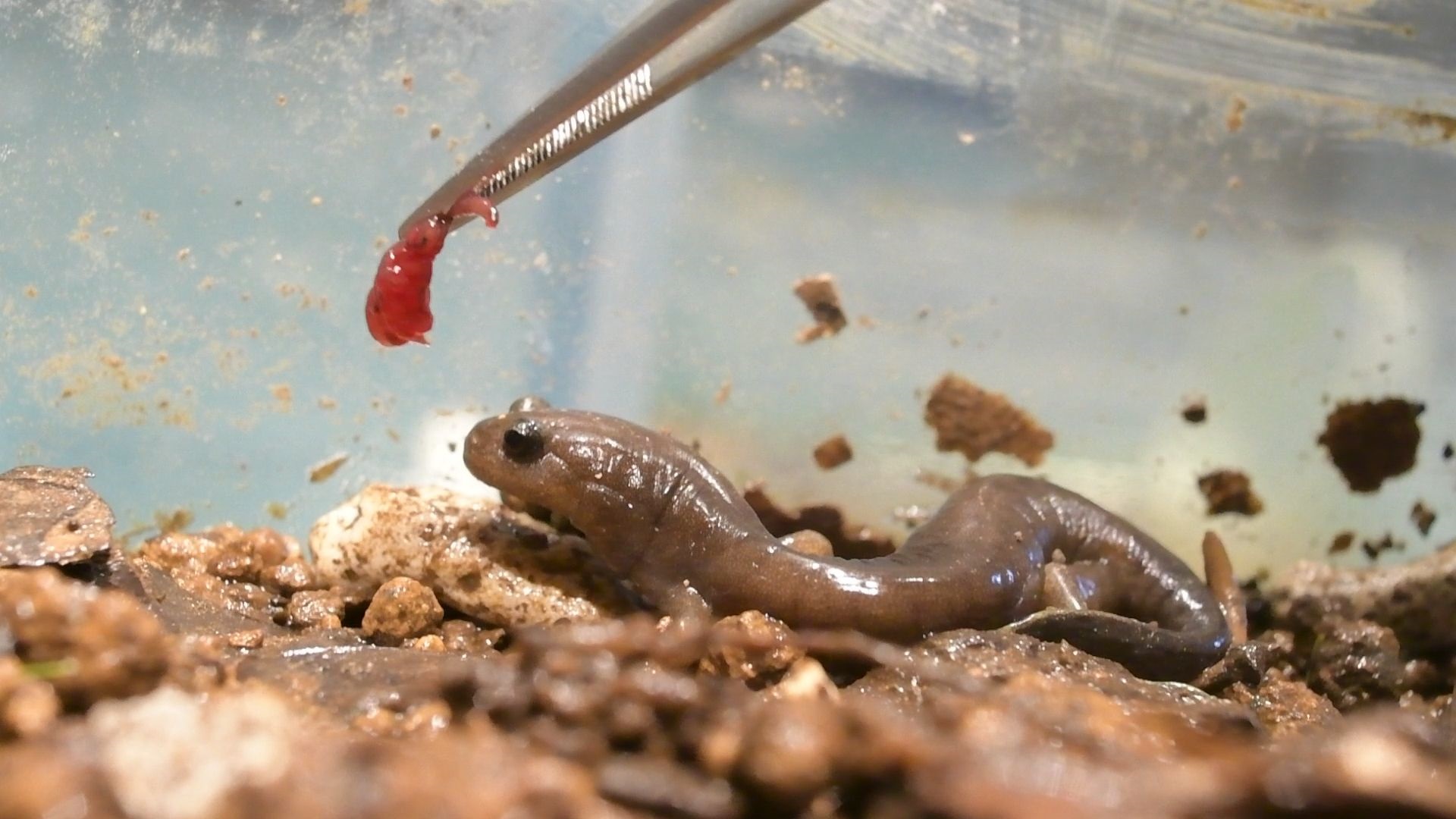 北九州市立いのちのたび博物館 サンショウウオたち お食事中その3 カスミサンショウウオ のお食事です よ く見ると 舌 をムチのように打ち出してエサを口に運んでいるのがわかります いのちのたび博物館 T Co Qdy8gajjzp Twitter