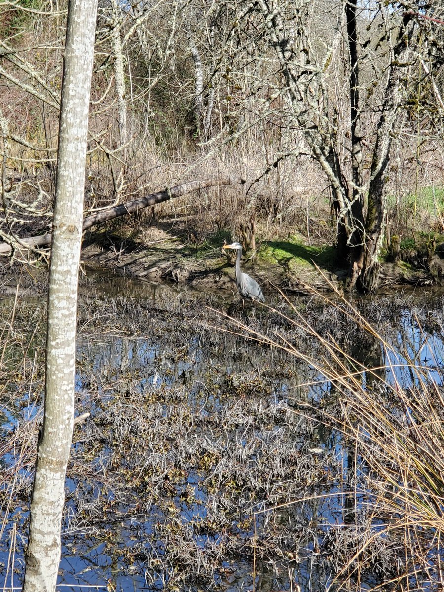 TigardOR's tweet photo. Just because....
See if you can spot our backyard friend. #TigardVision https://t.co/nlvGgIKOQh