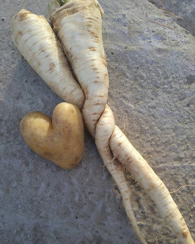 we are here to feed our communities by providing safe, healthy, local &amp; organic produce to all of our customers - chefs, retail &amp; market! please clean your hands &amp; open your hearts!
.
#ffarmerffrench 
#cookstowngreens ✌💚🙏 ift.tt/38NJvi2