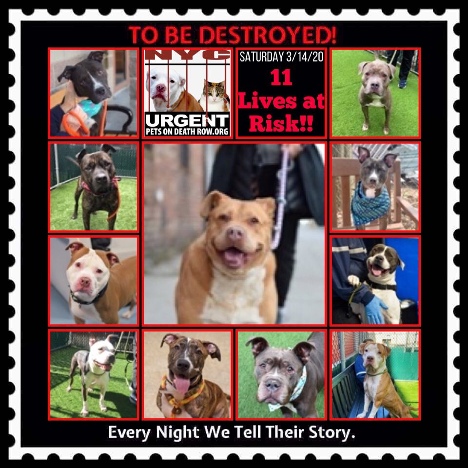 Urgent Death Row Dog on Twitter: Urgent Death Row Dog on Twitter: