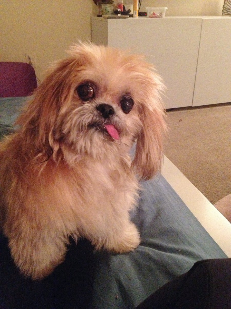 MarnieTheDog's tweet photo. One time when I got a blow job at petsmart https://t.co/l8H6wrzKNm