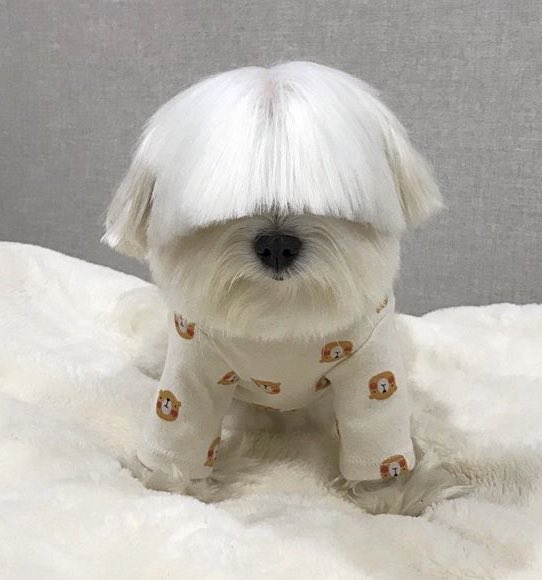 jungwoopups's tweet photo. 🐶🍄 

#이거김정우 #정우 #JUNGWOO #NCT https://t.co/P5MyGgcuQN