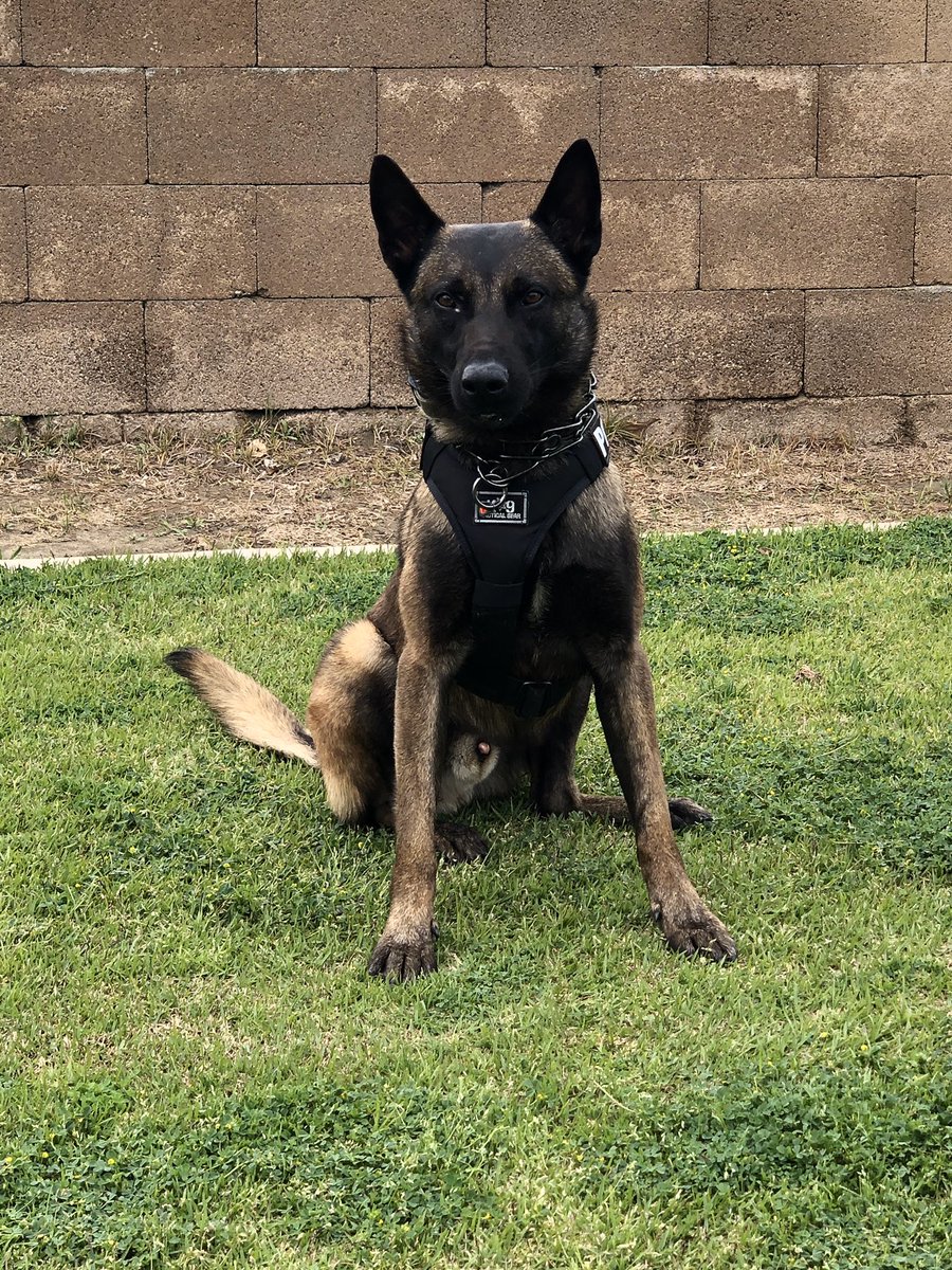shafter_pd's tweet photo. Coming soon to the streets of Shafter! The Shafter Police Department would like to formally introduce the newest member of the Shafter Police Department Family. Please welcome K-9 Ecko! Senior Officer Green and Ecko will soon be patrolling the City of Shafter #k9 https://t.co/XJErQfajS6