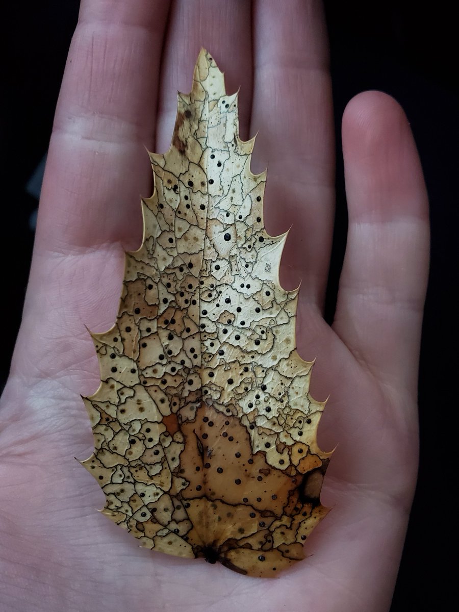JMart2923's tweet photo. Coccomyces dentatus looks like an old weathered map sometimes... but also one of my favorite examples of somatic incompatibility 😍
 #mycology #fungi #fungus https://t.co/2QboZLUkeV