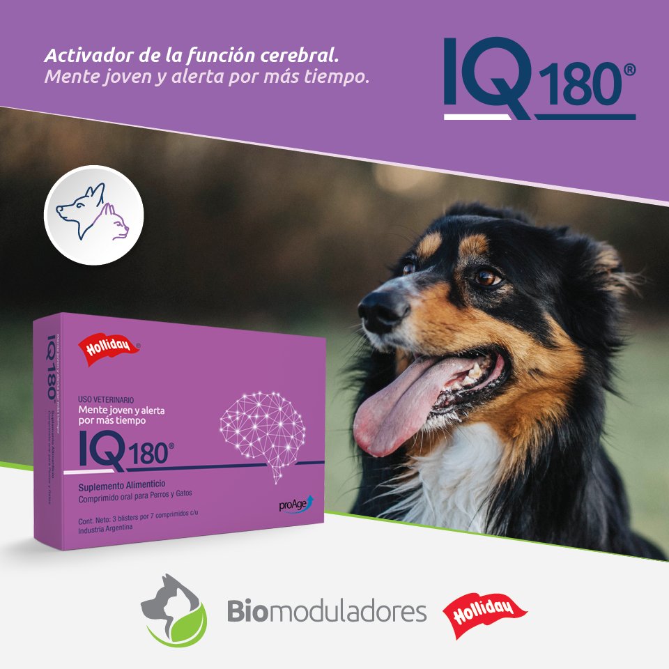 LabHolliday's tweet image. Con una toma por día, IQ 180 mejora su atención y memoria.

¡Mente joven y activa para tu mascota!

Consultá con tu médico veterinario de confianza.

Conocé IQ 180 y toda la línea de BIOMODULADORES en holliday-scott.com/AR