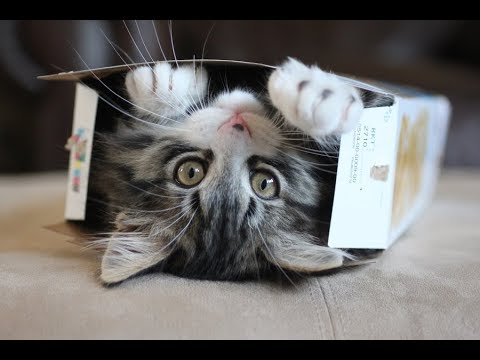 MeowMoeDotCom's tweet photo. #Funny and #Cute #Kitties in the #Box ...
#Cats #Cat #Kittens #Kitten #Kitty #Pets #Pet #Meow #Moe #CuteCats #CuteCat #CuteKittens #CuteKitten #MeowMoe
#Best #BoxedCute #Cat #CatsInTheBox #Compilation2017 #CompilationFails
https://t.co/O1djeLofGE
. https://t.co/YtXJOTj69W