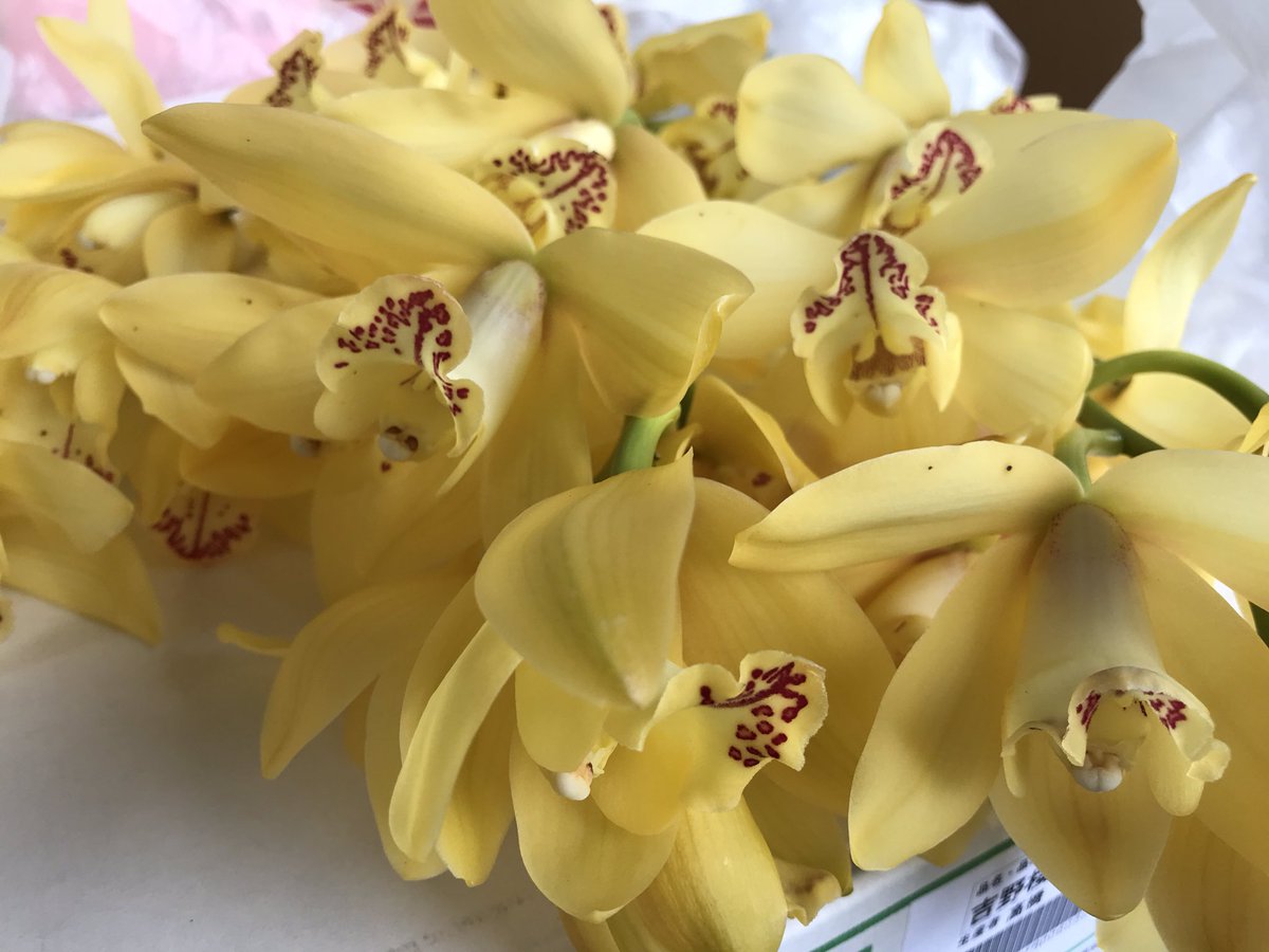 花と葉っぱの店 プント Twitterissa おはようございます 金曜日は仕入れで市場に来ています 生花もモリモリでメガ盛りの仕入れで 水揚げが心配です ビバーナム スノーボール シンビジュームのイエローと ミキというお馴染み の品種