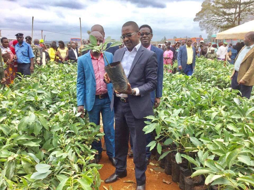 kinyua_alvan's tweet photo. 4. ~
1. FACT ~ @ItsWaIria originated the avocado farming revolution, as an alternative agribusiness venture for our farmers, way back in 2014, an idea which has proven to be a game changer, and one which everyone else around has tried to copy paste. #WaIriaRedefiningDevolution https://t.co/ZhQB7ul7li