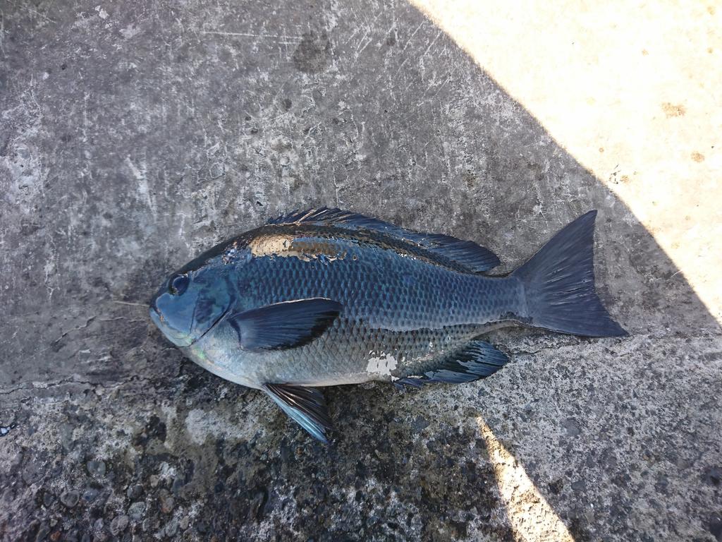 ぎゅう 釣り 昼の岡田にてメジナ3匹サバ3匹 スズメダイ ウスバハギなどエサ取り多くて苦戦 伊豆大島でも3月は厳しい 釣り慣れない方は夏場オススメですね T Co Zpbiebbfc6 Twitter ぎゅう 釣り 昼の岡田にてメジナ3匹サバ3匹 スズメダイ ウスバハギなどエサ取り多くて苦戦 伊豆大島でも3月は厳しい 釣り慣れない方は夏場オススメですね T Co Zpbiebbfc6 Twitter