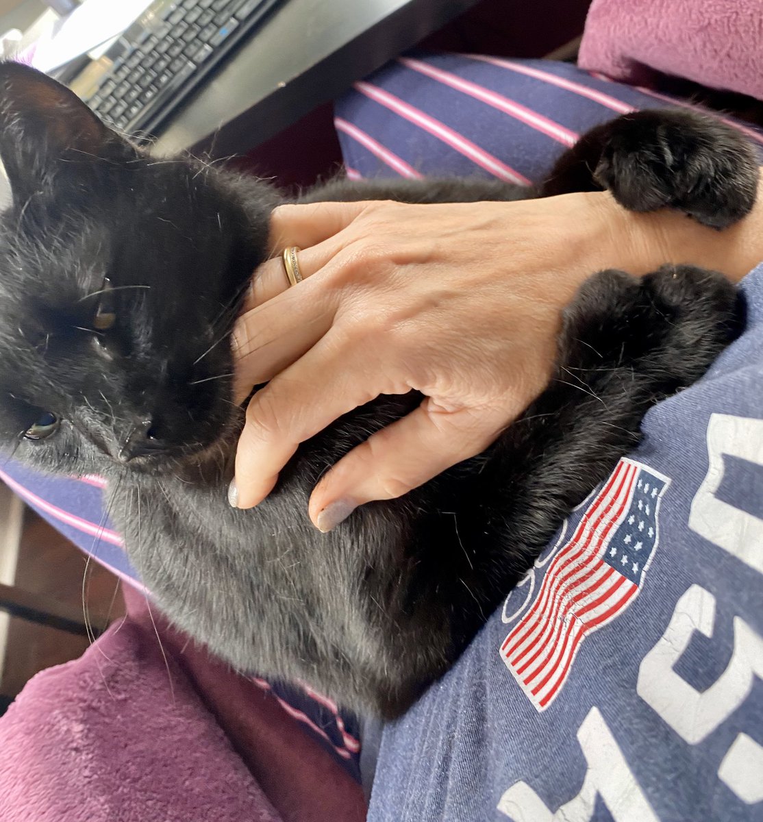 Hogshead3Au's tweet photo. @PAYOLETTER Tiger, my sleek-black cat, hugs me when I pet her with her Hemingway, polydactyl paws. #LoveHer #WorkingInPajamas https://t.co/QJOBGfgnGy