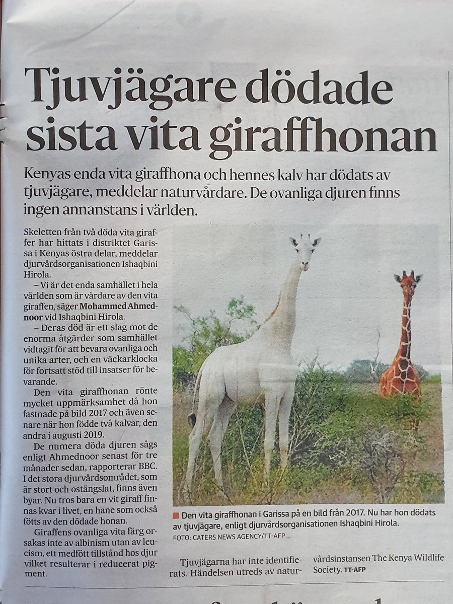 Surullista. Viimeinen valkoinen kirahvinaaras ammuttu #R.I.P.