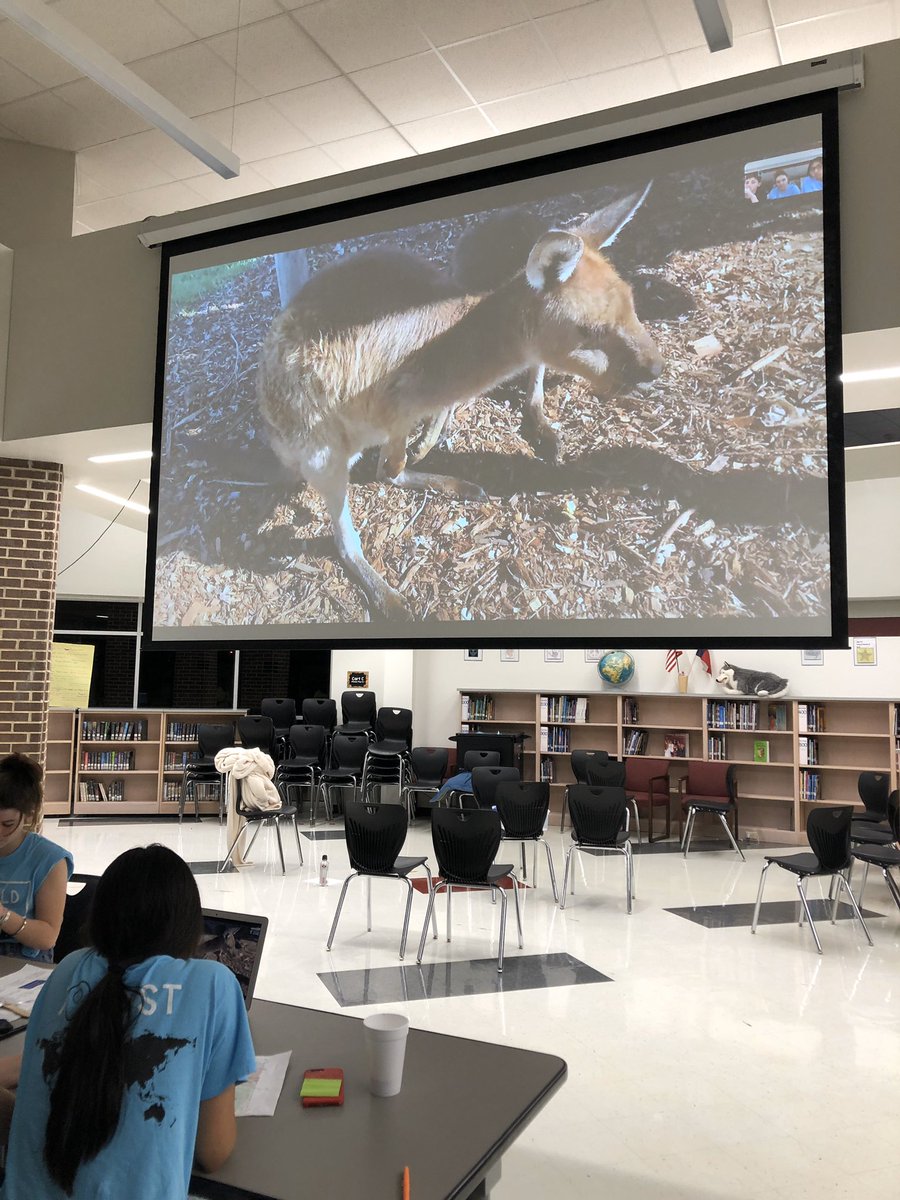 SkaggsLibrary's tweet photo. Koalas, and Kangaroos, and Wombats! Oh my! Just finished talking to the Sydney Zoo in Australia! We saw several native animals and watched someone play a didgeridoo! #HFMSWorldTour #HFMSProud #HuffinesStrong @HuffinesMS @CoachSchultheis https://t.co/1czhVIWCMj