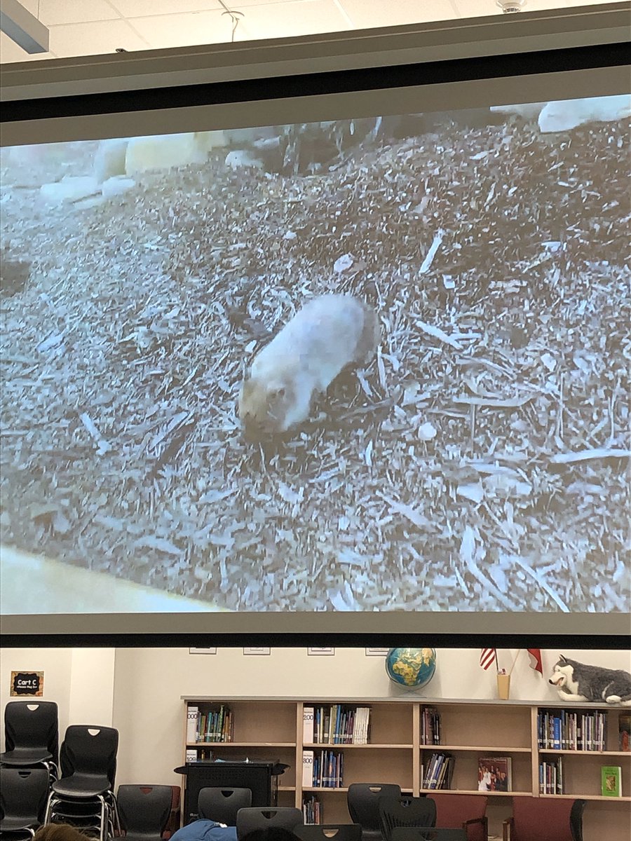 SkaggsLibrary's tweet photo. Koalas, and Kangaroos, and Wombats! Oh my! Just finished talking to the Sydney Zoo in Australia! We saw several native animals and watched someone play a didgeridoo! #HFMSWorldTour #HFMSProud #HuffinesStrong @HuffinesMS @CoachSchultheis https://t.co/1czhVIWCMj