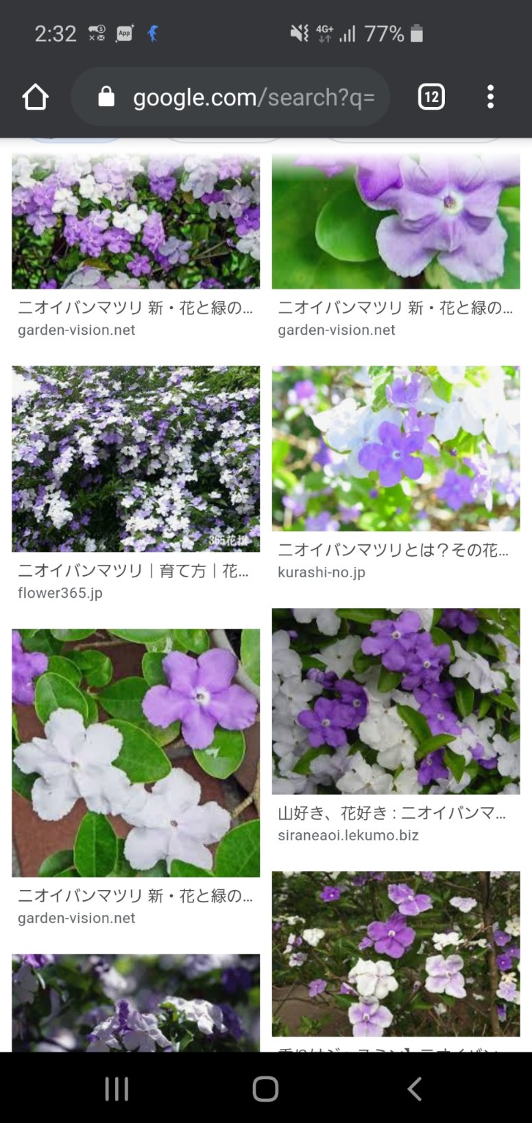 Shion ニオイバンマツリの花 Fgoのランスロットみがあるなと思ったのでメモ 花の色が紫から白に変わる 霊基再臨 花言葉は 浮気な人 夢の名 幸運 熱心 日ごとに花の色が変わることから 浮気 なイメージになったとかなんとか