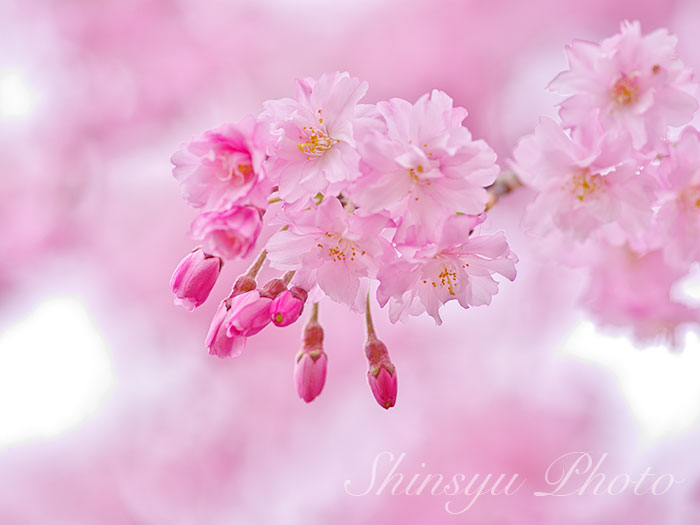 Shinsyu Photo ヤエベニシダレ 長野県松本市 16 4 10撮影 濃い紅色の八重咲きのしだれ桜 でエドヒガンの栽培品種です 明治時代に当時の仙台市長遠藤氏が苗を各地に贈って普及させたのだそうです 別名 遠藤桜 仙台八重枝垂 平安紅枝垂など 花 Shinsyu Photo ヤエベニシダレ 長野県松本市 16 4 10撮影 濃い紅色の八重咲きのしだれ桜 でエドヒガンの栽培品種です 明治時代に当時の仙台市長遠藤氏が苗を各地に贈って普及させたのだそうです 別名 遠藤桜 仙台八重枝垂 平安紅枝垂など 花