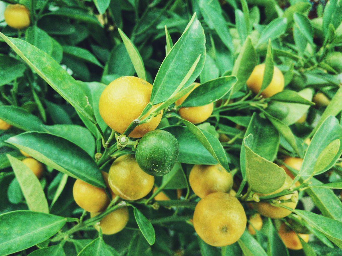ClicknPlantza's tweet photo. New Fruit Trees, grow to eat! - https://t.co/SylLG0FUbv
#clicknplant
#garden
#gardens
#landscaping
#fruit
#growtoeat
#lemons
#limes
#pomegranates
#healthyliving
#vitaminc
#onlineshopping
#plants
#trees
#fruittrees
#vegan https://t.co/hQIValG4Jd