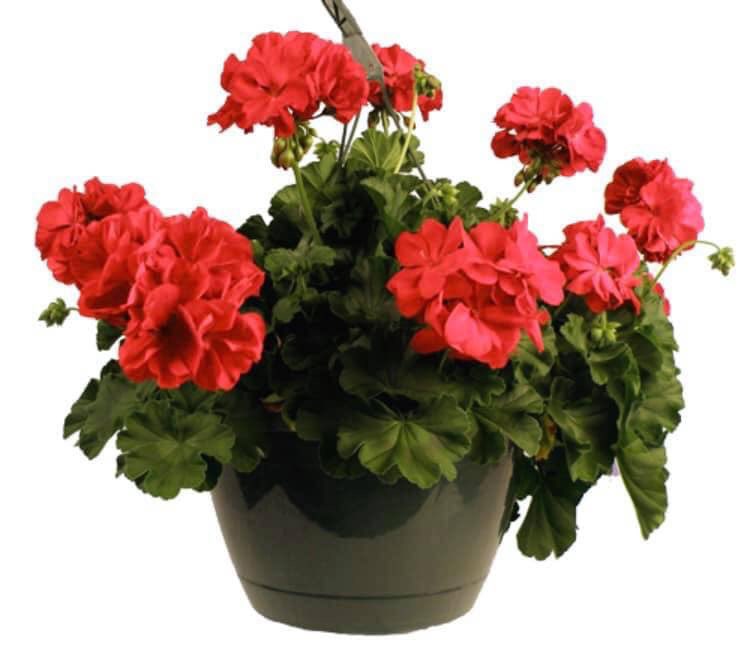chrisonyourside's tweet photo. The cheerleaders annual fern and geranium (red) fundraiser is on. Talley will be taking orders until March 27th. Ferns and geraniums are $12 each. Delivery date is scheduled for Wednesday, April 8th.  We appreciate any support!! https://t.co/vObbIXOLtP