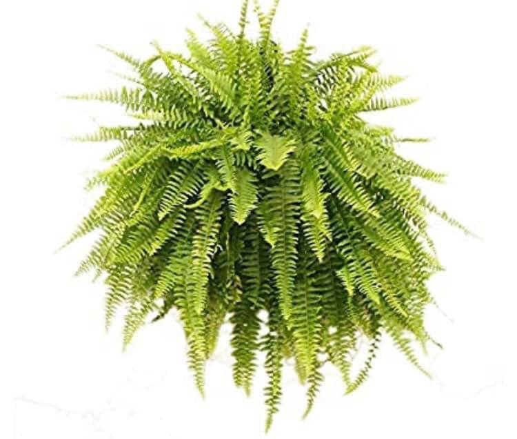 chrisonyourside's tweet photo. The cheerleaders annual fern and geranium (red) fundraiser is on. Talley will be taking orders until March 27th. Ferns and geraniums are $12 each. Delivery date is scheduled for Wednesday, April 8th.  We appreciate any support!! https://t.co/vObbIXOLtP