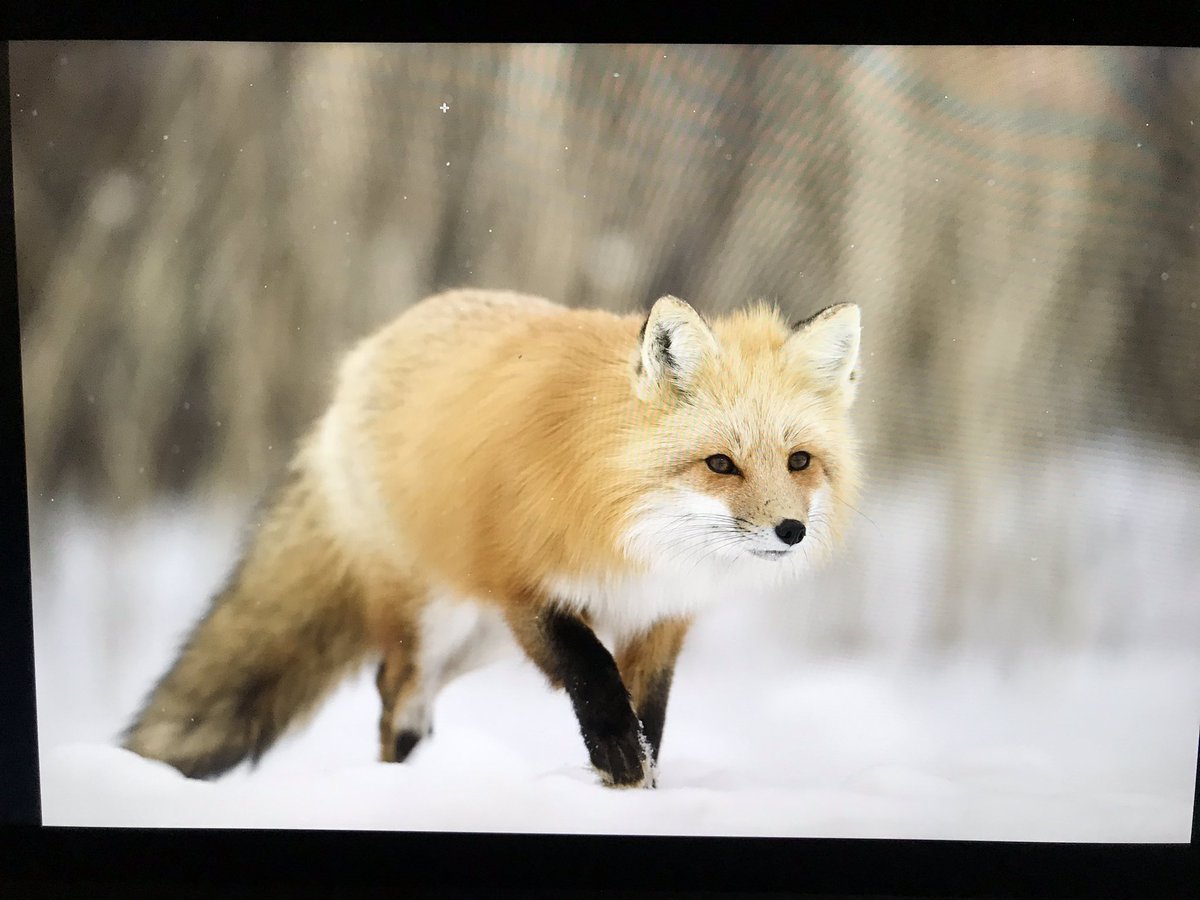 stclairmac's tweet photo. Pei wildlife https://t.co/VEVYBjHFYA