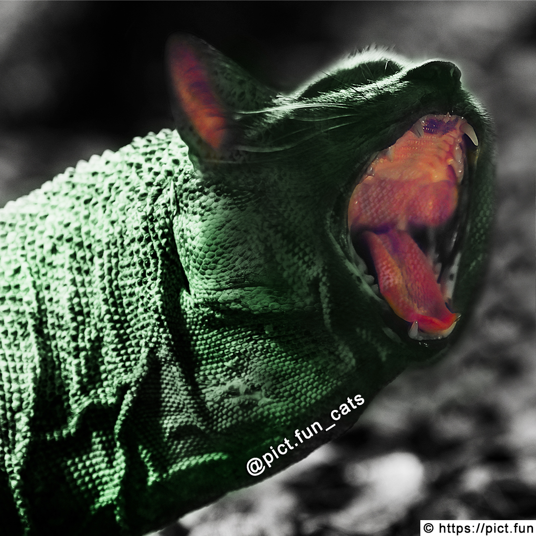 pict_fun's tweet photo. A Cat Lizard 🦕

#pict_fun #cats #catstagram #catsofinstagram #meowed #catmemes #purr #cats_of_world #catsoftwitter #catlovers #lovecats #kawaii #cutecats #purrfect #cutecat #pet #meow #petsagram #petsoftwitter #kitty #animals #cute #cuteanimals #lizard #varan #cutelizard https://t.co/XceOPqRhRm