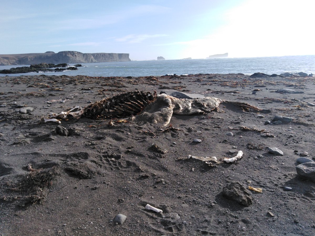 landaicio's tweet photo. Restos de pinipedo en zona expuesta de Isla Rey Jorge #Antarctica #ECA56 #INACH https://t.co/jnyvn3Ooza