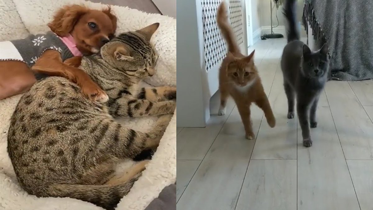 MeowMoeDotCom's tweet photo. 🥀 Aww - Funny and Cute Animals Co ...
 
#Cats #Cat #Kittens #Kitten #Kitty #Pets #Pet #Meow #Moe #CuteCats #CuteCat #CuteKittens #CuteKitten #MeowMoe
 
#AwwAnimals #BabyCat #BabyCats #CatBaby #CatClip #CatCompilation #CatVideos
 
https://t.co/ln73xEJTd1
 
. https://t.co/LboNTggNFb