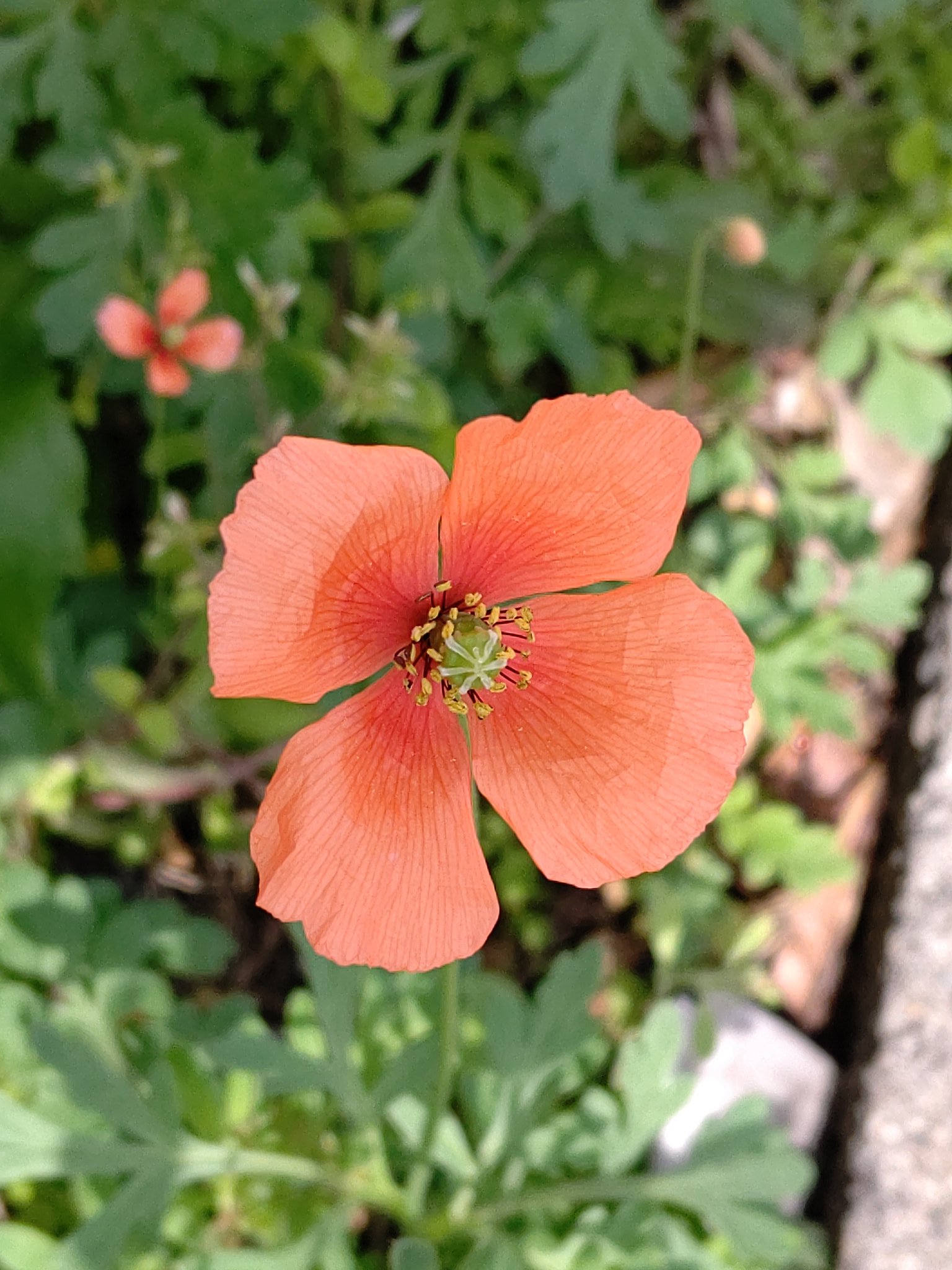Twitter पर くーちゃん ナガミヒナゲシ 長実雛罌粟 Papaver Dubium もうナガミヒナゲシが咲いていました 地中海沿岸地方原産の帰化植物で 春に道端や空き地 線路脇等に群生します 見た目 橙色の可愛らしい花ですが 繁殖力が強く 各地に分布を広げています