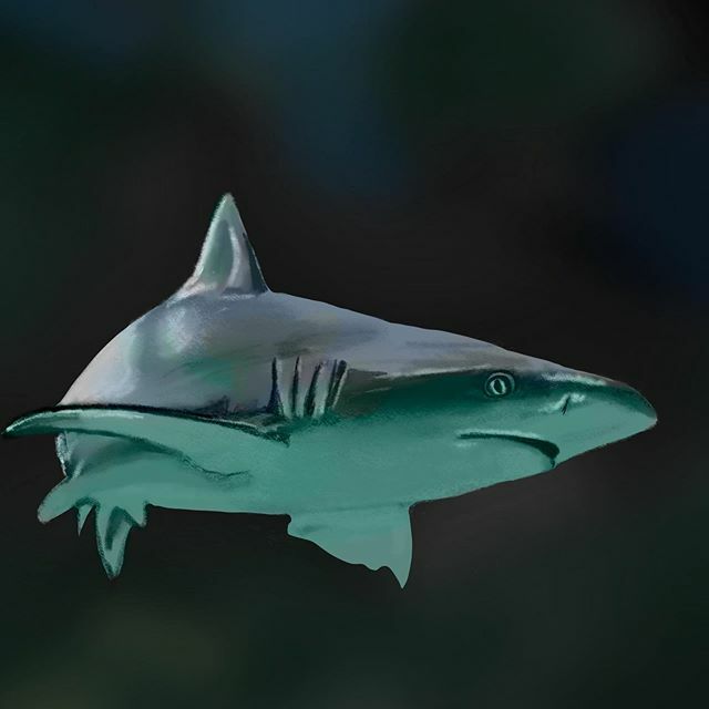 KevinPichette's tweet photo. Shark painting in Procreate
.
.
.

#drawing #shark #sharkpainting #digitalart  #procreatepainting #painting #sketch #ipadart #dailydrawing #dailydrawings #spokevin #spokevinlovesart #portrait #adaok #adaoklahoma #oklahomaart #oklahomaartist #ilovedrawing #ipadpainting #drawd… https://t.co/TSQgBe5BuJ